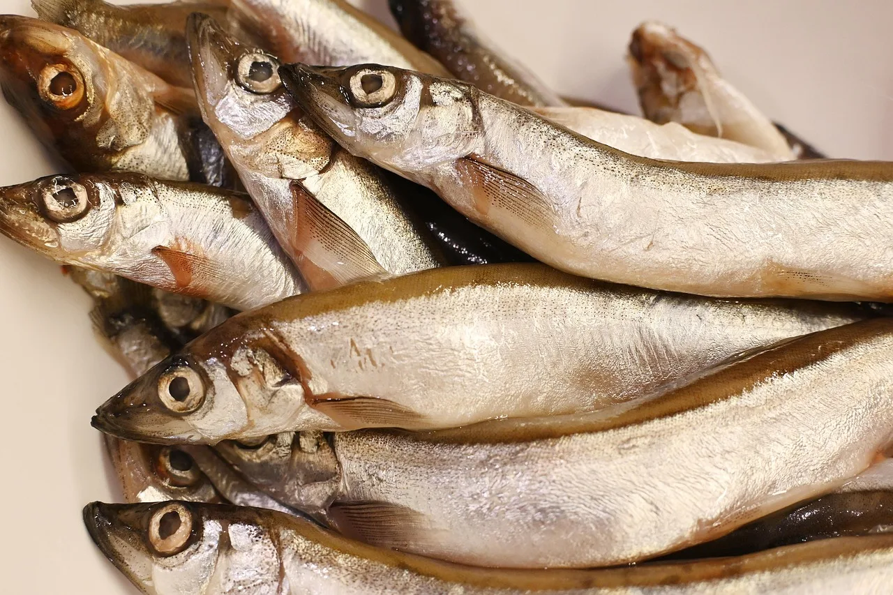 fish, capelin, food, cooking, nature, fresh. SFCR licence requirements Canada: who needs a CFIA licence